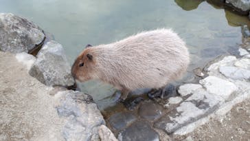 那須どうぶつ王国に投稿された画像（2020/12/11）