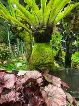 なばなの里に投稿された画像（2020/12/12）