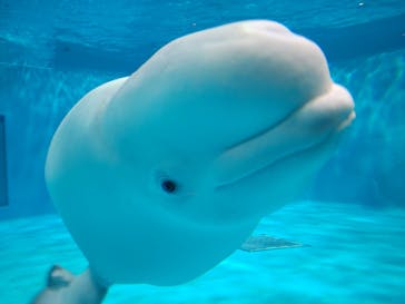 島根県立 しまね海洋館に投稿された画像（2020/12/12）