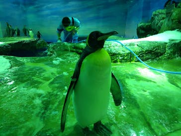 島根県立 しまね海洋館に投稿された画像（2020/12/12）