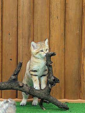 神戸どうぶつ王国に投稿された画像（2020/12/12）