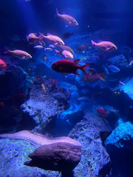 すみだ水族館に投稿された画像（2020/12/12）