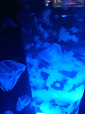 マクセル アクアパーク品川に投稿された画像（2020/12/12）