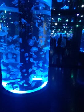 マクセル アクアパーク品川に投稿された画像（2020/12/12）