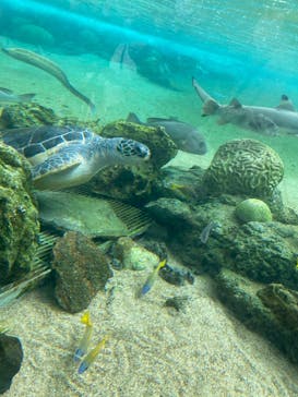 横浜・八景島シーパラダイスに投稿された画像（2020/12/12）