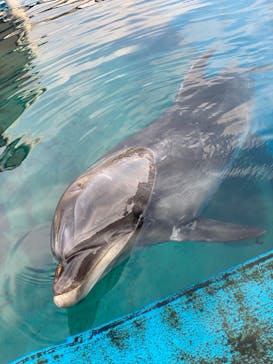横浜・八景島シーパラダイスに投稿された画像（2020/12/12）