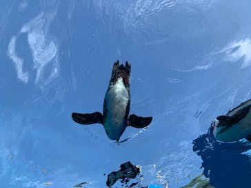 サンシャイン水族館に投稿された画像（2020/12/12）