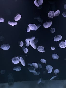 サンシャイン水族館に投稿された画像（2020/12/12）