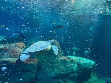 大分マリーンパレス水族館 「うみたまご」に投稿された画像（2020/12/12）
