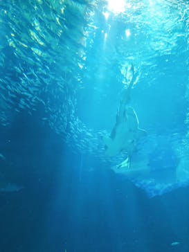 マリンワールド海の中道に投稿された画像（2020/12/12）