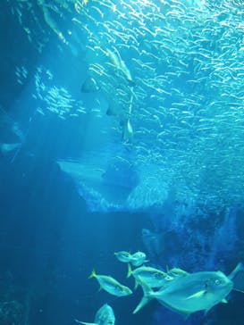マリンワールド海の中道に投稿された画像（2020/12/12）