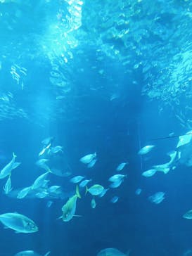 マリンワールド海の中道に投稿された画像（2020/12/12）