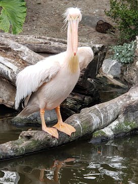 神戸どうぶつ王国に投稿された画像（2020/12/12）