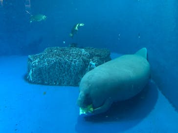 鳥羽水族館に投稿された画像（2020/12/12）