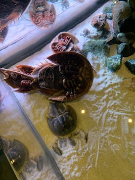 鳥羽水族館に投稿された画像（2020/12/12）