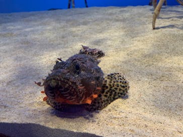 鳥羽水族館に投稿された画像（2020/12/12）