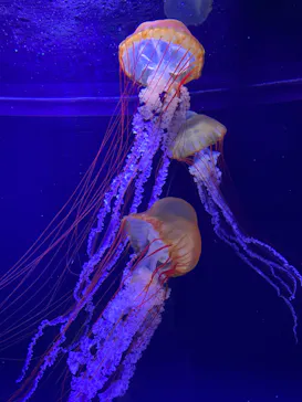 すみだ水族館に投稿された画像（2020/12/12）