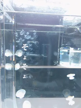 すみだ水族館に投稿された画像（2020/12/12）