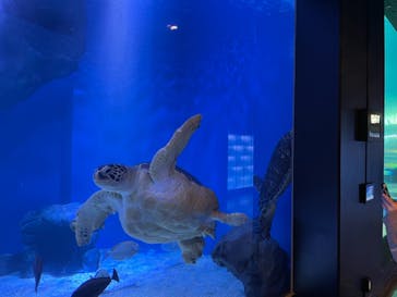 マクセル アクアパーク品川に投稿された画像（2020/12/12）