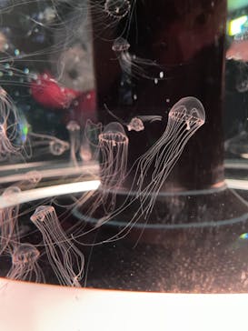 マクセル アクアパーク品川に投稿された画像（2020/12/12）