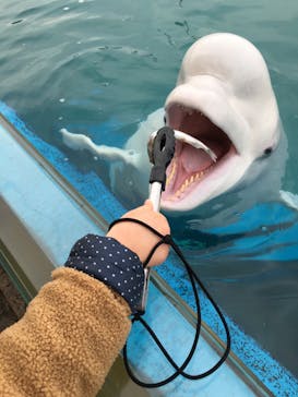 横浜・八景島シーパラダイスに投稿された画像（2020/12/12）