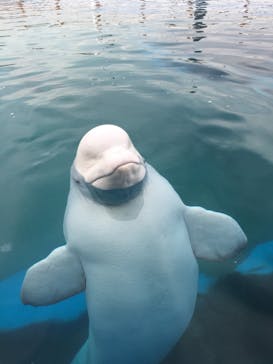 横浜・八景島シーパラダイスに投稿された画像（2020/12/12）