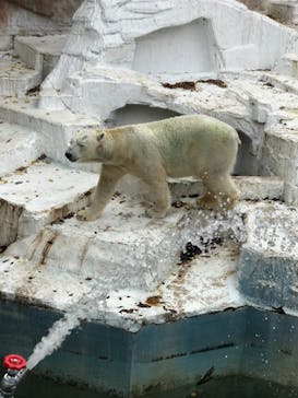 天王寺動物園に投稿された画像（2020/12/12）