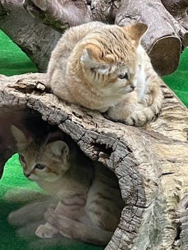 那須どうぶつ王国に投稿された画像（2020/12/12）