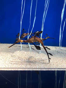 サンシャイン水族館に投稿された画像（2020/12/12）