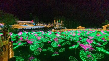 美らヤシパークオキナワ・東南植物楽園に投稿された画像（2020/12/12）