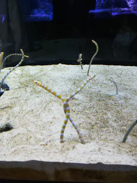 すみだ水族館に投稿された画像（2020/12/12）