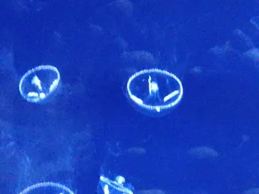 すみだ水族館に投稿された画像（2020/12/12）