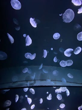 サンシャイン水族館に投稿された画像（2020/12/12）