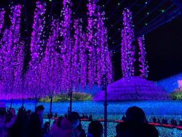 なばなの里に投稿された画像（2020/12/12）