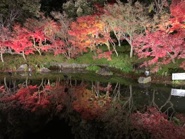 なばなの里に投稿された画像（2020/12/12）