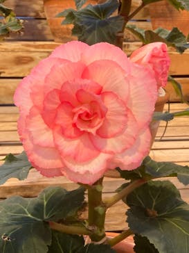 なばなの里に投稿された画像（2020/12/12）