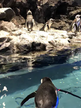 すみだ水族館に投稿された画像（2020/12/12）