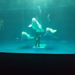 島根県立 しまね海洋館に投稿された画像（2020/12/13）