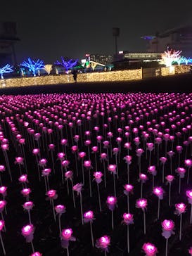 東京メガイルミに投稿された画像（2020/12/12）