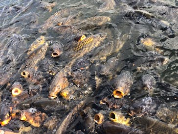 ナガシマスパーランドに投稿された画像（2020/12/12）