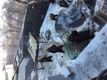 のぼりべつクマ牧場に投稿された画像（2020/12/12）