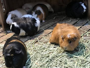 神戸どうぶつ王国に投稿された画像（2020/12/13）