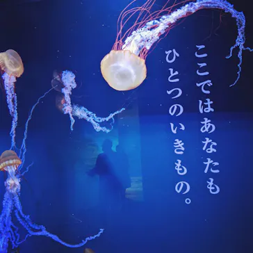 すみだ水族館に投稿された画像（2020/12/13）