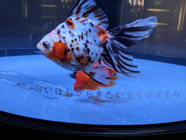 すみだ水族館に投稿された画像（2020/12/13）