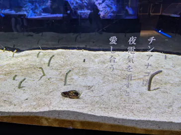 すみだ水族館に投稿された画像（2020/12/13）