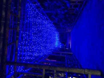 美らヤシパークオキナワ・東南植物楽園に投稿された画像（2020/12/13）