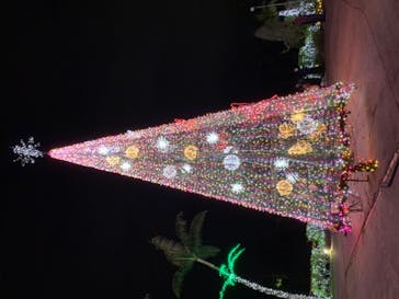 美らヤシパークオキナワ・東南植物楽園に投稿された画像（2020/12/13）