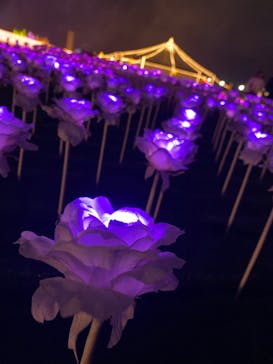 東京メガイルミに投稿された画像（2020/12/13）