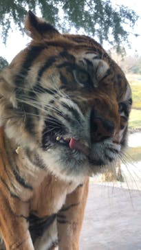 秋吉台自然動物公園 サファリランドに投稿された画像（2020/12/13）