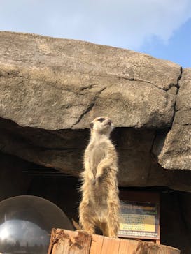 秋吉台自然動物公園 サファリランドに投稿された画像（2020/12/13）